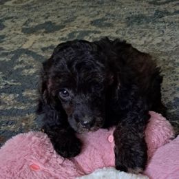 Boy 5 - male Poodle puppy in Athens, Texas from It's  A Dog Thing