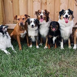 Australian Shepherds, Miniature American Shepherds, and Miniature Australian Shepherds from Cypress Grove Aussie