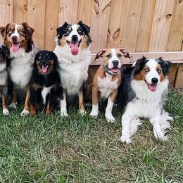 Australian Shepherds, Miniature American Shepherds, and Miniature Australian Shepherds from Cypress Grove Aussie