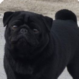 Pugs from Country Paws Kennel