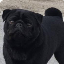 Pugs from Country Paws Kennel