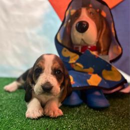 Pink Collar Little Girl - Black brown and white female Basset Hound puppy in Hurtsboro, Alabama from PARK’s Family Farm