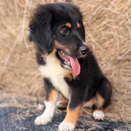Red - Black tri male Miniature Australian Shepherd puppy in 32046, Florida from River Hill Ranch