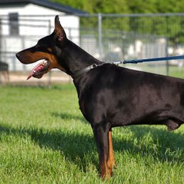 Doberman Pinschers from storm cloud doberman