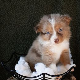 Locust - White and red merle male Border Collie puppy in Olive Hill, Kentucky from SaturnMoon MAS & BC