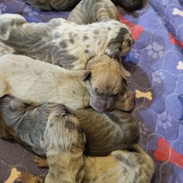 Great Dane puppies from Harrison Danes
