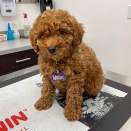 Goldendoodles from Sunshine Doodles