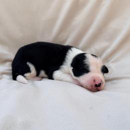 Black Male I - Black and white male Border Collie puppy in Okeechobee, Florida from Cowtown Corgis & Border Collies
