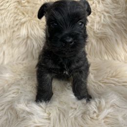 Connor - Brindle male Cairn Terrier puppy in Pottersville, Missouri from Cairn Terriers of Heatherridge,LLC