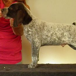 German Shorthaired Pointer Puppies from Redrock German Shorthaired Pointers