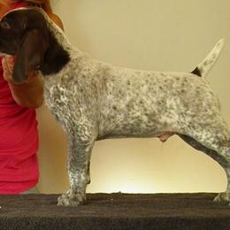 German Shorthaired Pointer Puppies from Redrock German Shorthaired Pointers