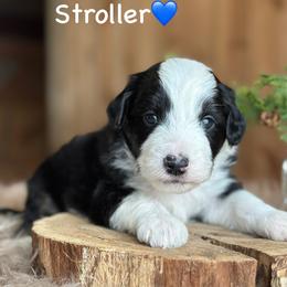 Stroller - Black tri-color male Aussiedoodle puppy in Lancaster, Minnesota from Finney Ranch