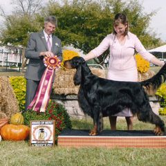 Gordon Setters from Tri-sett