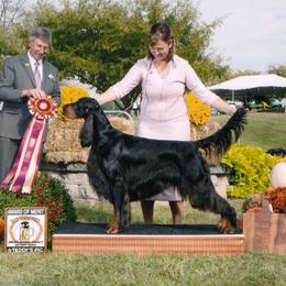 Gordon Setters from Tri-sett