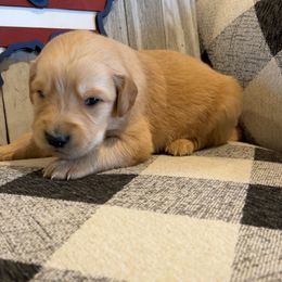Harvest - Golden male Golden Retriever puppy in Olathe, Colorado from Duck Dogs Colorado