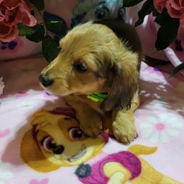 Dachshund Puppies from CLARK'S BREEDING PROGRAM