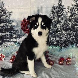 Maverick - Pomsky puppy from Northern Lights Arctic Spitz Pomskies