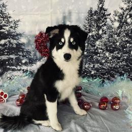 Maverick - Pomsky puppy from Northern Lights Arctic Spitz Pomskies