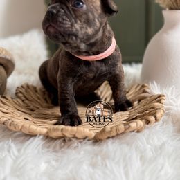 French Bulldog Puppies from Bates Bulldogs