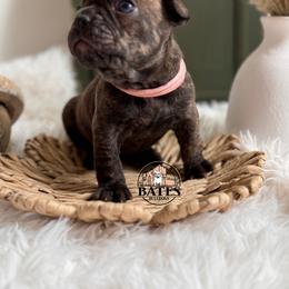 French Bulldog Puppies from Bates Bulldogs