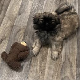 Full AKC - Cajun - Fawn sable male Pekingese puppy in Pennsylvania from Triple I Pekes