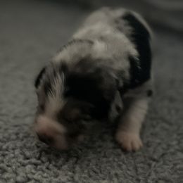 Australian Shepherd Puppies from Lil Rhody Blues Australian Shepherds