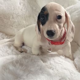 Dachshund Puppies from High Line Chihuahuas
