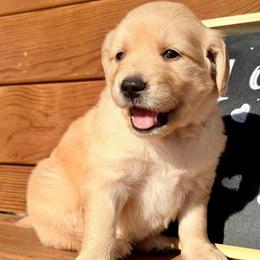 Clove - Golden female Golden Retriever puppy in Doniphan, Missouri from Stockford’s Golden Retrievers