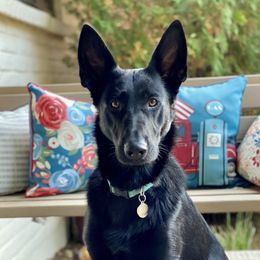 Cara - German Shepherd