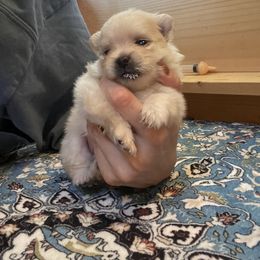 Pomeranian Puppies from Floki & Fibi Pomeranians