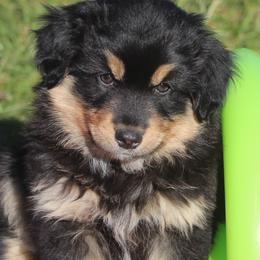 Samwise - Black tri Miniature American Shepherd puppy in Hillsdale, Michigan from Faithwalk Aussies and Mini American Shepherds