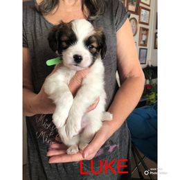 Luke - White black and tan Papillon puppy in Roxton, Texas from Carrie’s Papillons