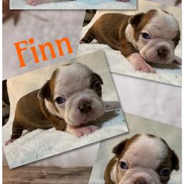 Finn - Red male Boston Terrier puppy in Brazos Point, Texas from TX Southern Belle Boston Terriers