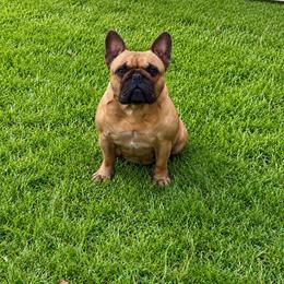 Scarlett - French Bulldog
