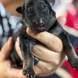 Canyon - Black and tan male German Shepherd puppy in Barnhart, Missouri from Combat Creek German Shepherds