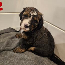 Dark Pink - Sable female Bernedoodle puppy in Shelby, North Carolina from Forever Grateful Doodles