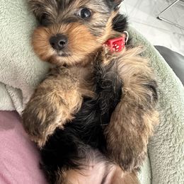 Shih Tzu and Yorkshire Terrier Puppies from Tiny Puppies World