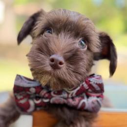 AKC Red boy Liver - Liver male Miniature Schnauzer puppy in Temple, Texas from Schnauzers Of Taylor