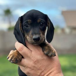 Girl 3 - Black and tan female Dachshund puppy in Casa Grande, Arizona from Short n Sassy Dachshunds of AZ