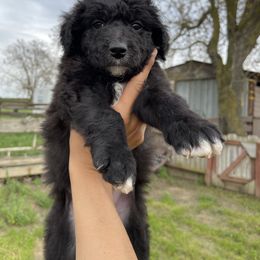 Poodle Puppies from Fluffy Doodle Farms