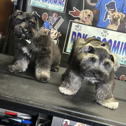 Miniature Schnauzer Puppies from Sugarbaby Kennel