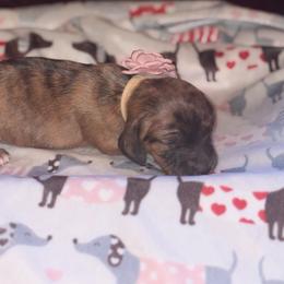 Apple - Brindle female Dachshund puppy in Saint Paul, Minnesota from Vibrant Eyes Doxies
