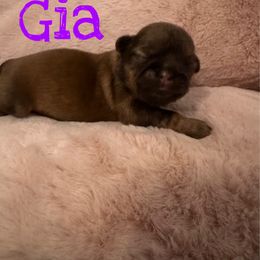 Gia - Liver female Shih Tzu puppy in California from Fairy Tails Shih Tzus CA