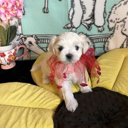 Elara - White and lemon female Maltese puppy in Hesperia, California from House of Poodles