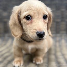 Becker - Cream male Dachshund puppy in Madera, California from Winnie’s Doxies