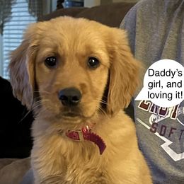 Golden Retriever Puppies from Ginn’s Golden Retrievers