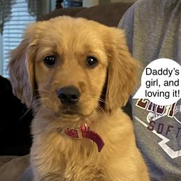Golden Retriever Puppies from Ginn’s Golden Retrievers
