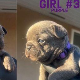 Purple girl #3 - Blue French Bulldog puppy in San Diego, California from Forbes List Frenchies