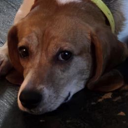 Beagles from Tracker sky beagles