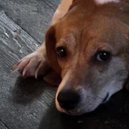 Beagles from Tracker sky beagles